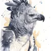 Harpy eagle Harpy eagle