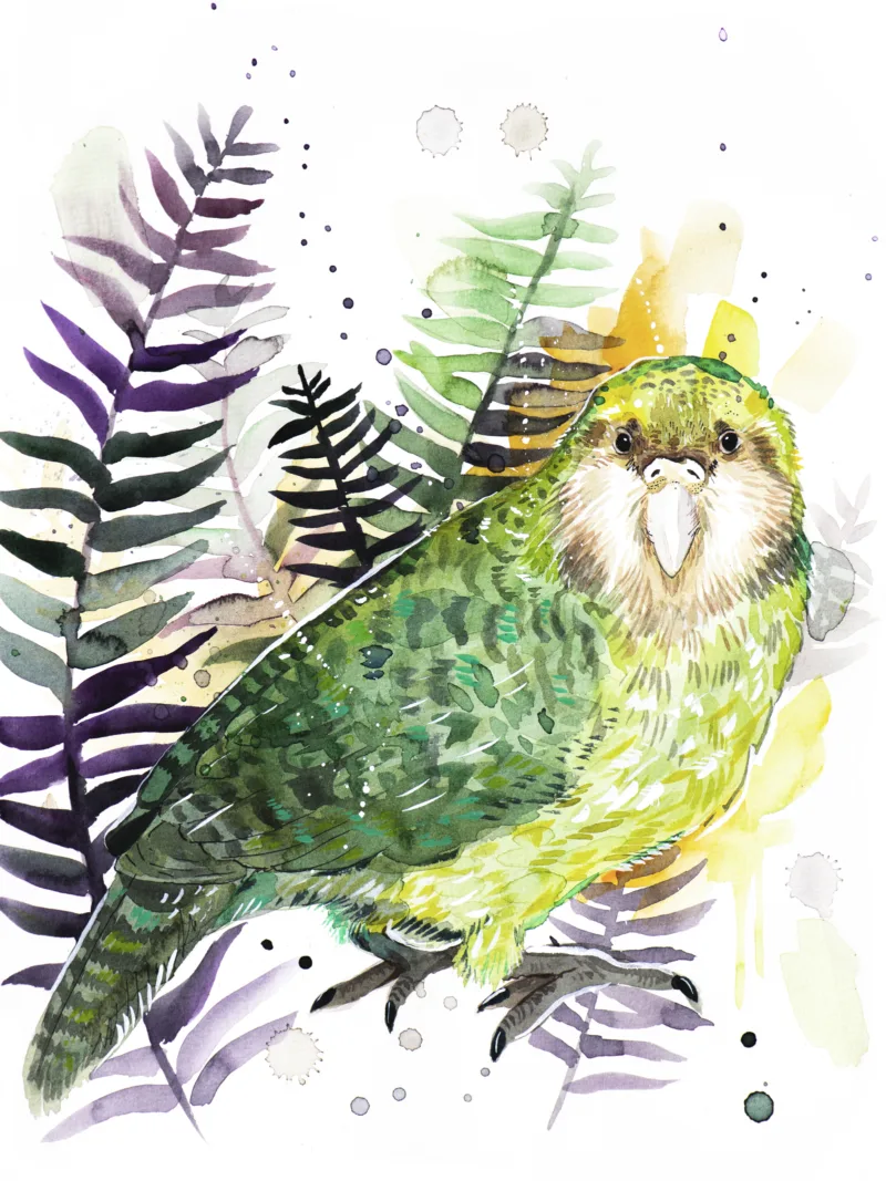 Kakapo, Owl parrot, bird Kakapo, Owl parrot