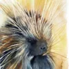 "North American porcupine" Original Watercolor Painting "North American porcupine" Original Watercolor Painting