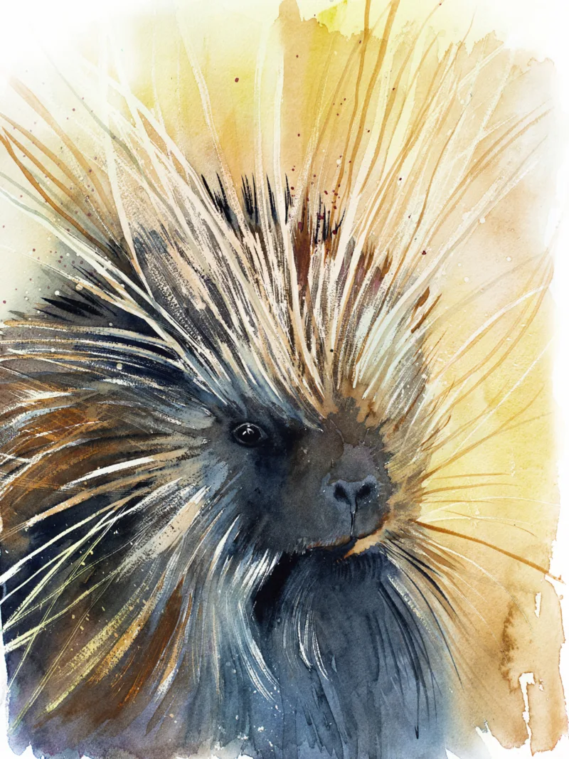 "North American porcupine" Original Watercolor Painting "North American porcupine" Original Watercolor Painting