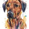 Rhodesian Ridgeback Dog