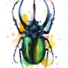 Atlas-beetle--AS018 Atlas beetle