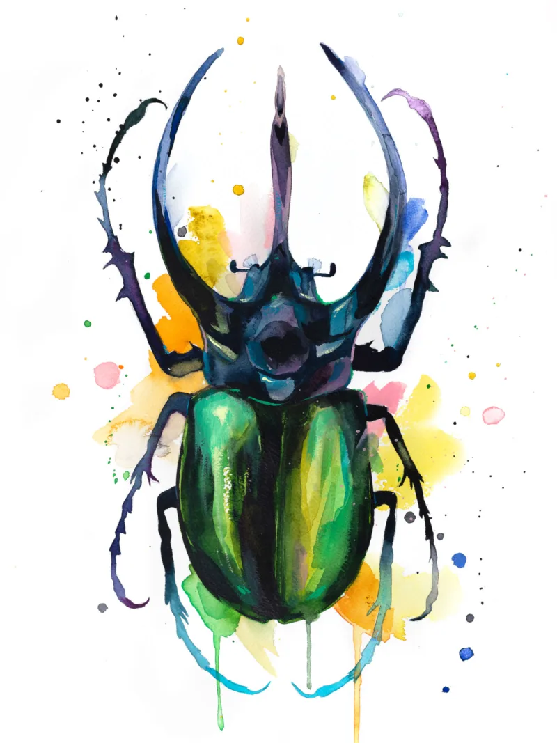 Atlas-beetle--AS018 Atlas beetle