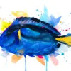 Indo-Pacific surgeonfish. A popular fish in marine aquaria Indo-Pacific surgeonfish. A popular fish in marine aquaria