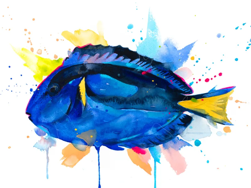 Indo-Pacific surgeonfish. A popular fish in marine aquaria Indo-Pacific surgeonfish. A popular fish in marine aquaria