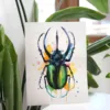 Atlas beetle Atlas beetle