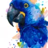 Hyacinth-macaw-,-Parrot-AS017 "Hyacinth macaw parrot" Original Watercolor Painting