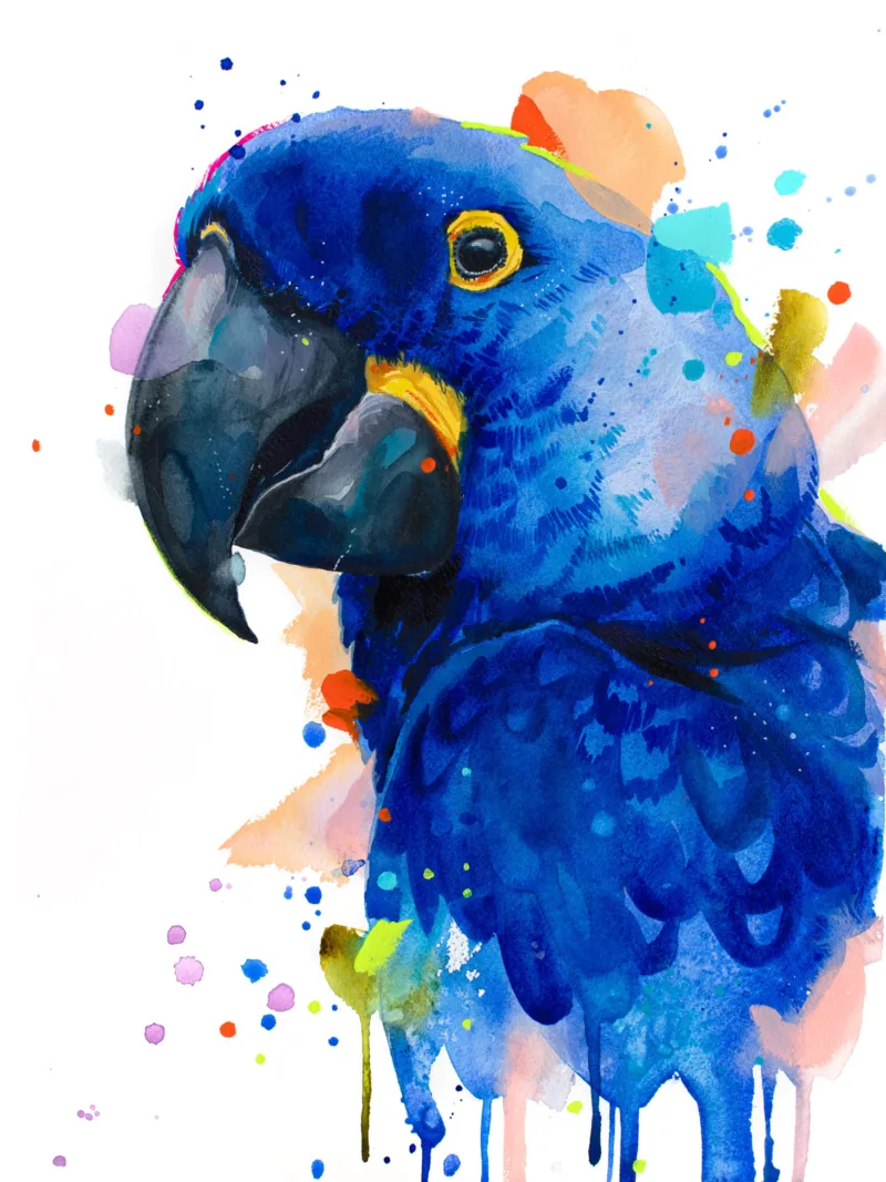 Hyacinth-macaw-,-Parrot-AS017 "Hyacinth macaw parrot" Original Watercolor Painting
