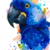 Hyacinth macaw watercolor painting, limited edition art print by Slaveika Aladjova, view 3