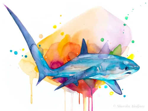 Thresher shark watercolor painting, limited edition art print by Slaveika Aladjova, view 2