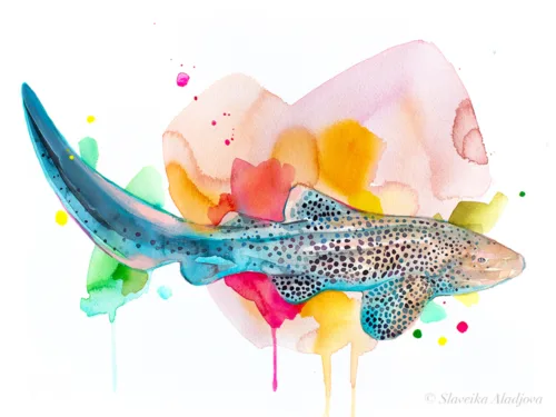 Zebra shark watercolor painting, limited edition art print by Slaveika Aladjova, view 2