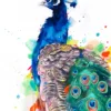 Peacock watercolor painting, limited edition art print by Slaveika Aladjova, view 2