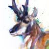 Pronghorn Pronghorn