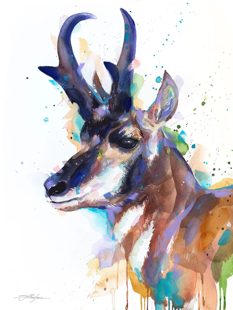 Pronghorn Pronghorn