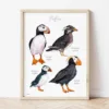 Puffins Chart watercolor painting the artwork on the T-shirt by Slaveika Aladjova